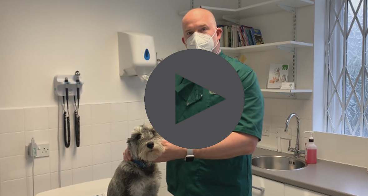 how-to-do-health-checks-at-home-london-veterinary-surgeries