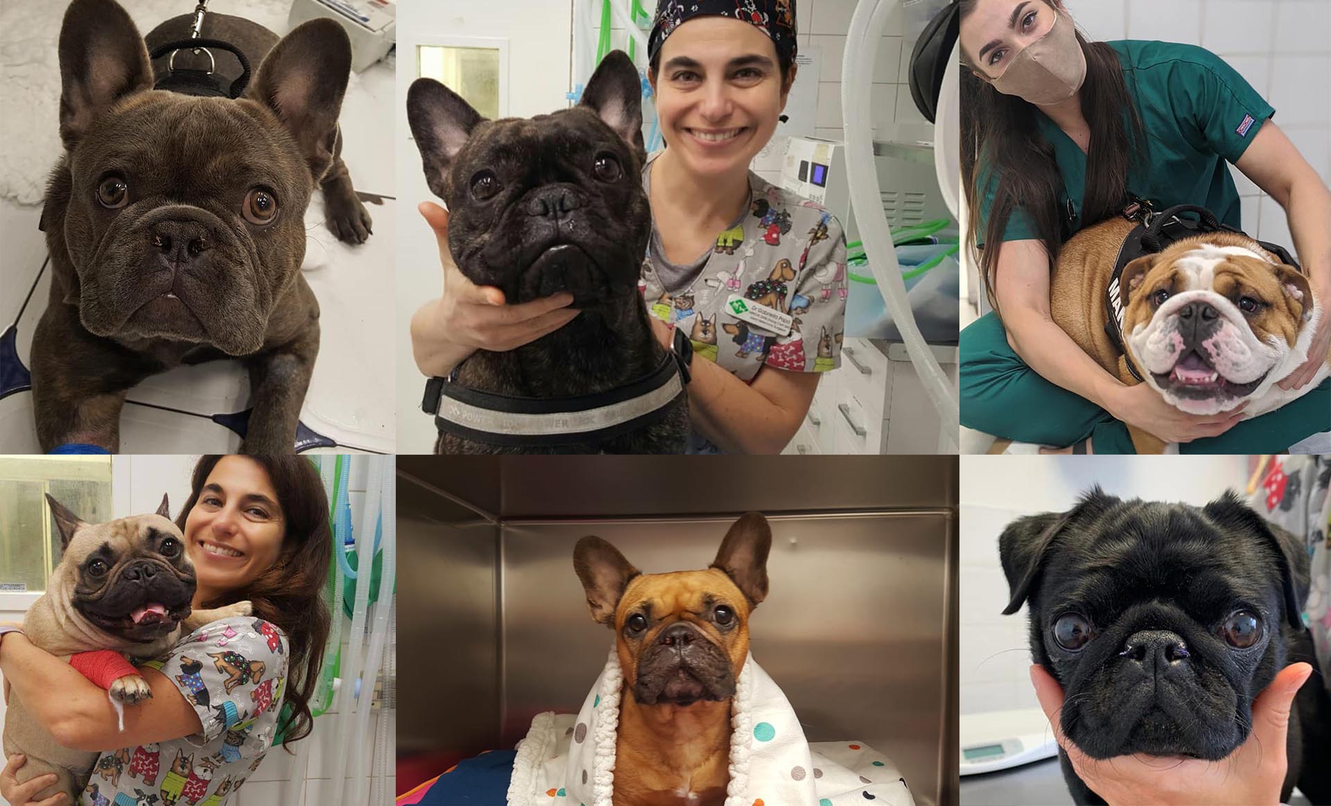 Brachycephalic Airway Obstructive Syndrome London Veterinary Surgeries