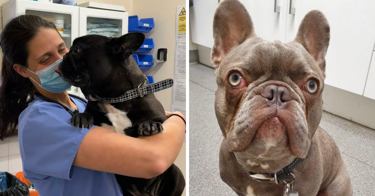 Our Skilled Vets Perform Incredible BOAS Surgeries London Veterinary