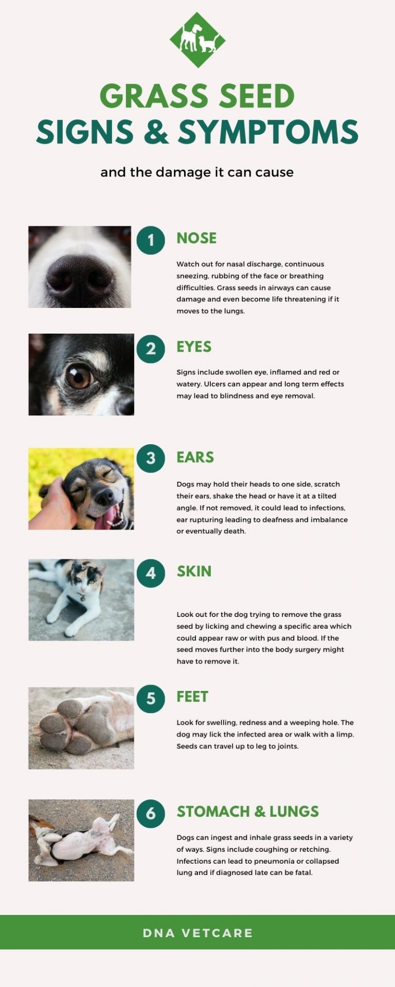 Image showcasing Grass Seeds and the Dangers to Your Dog | London Vets