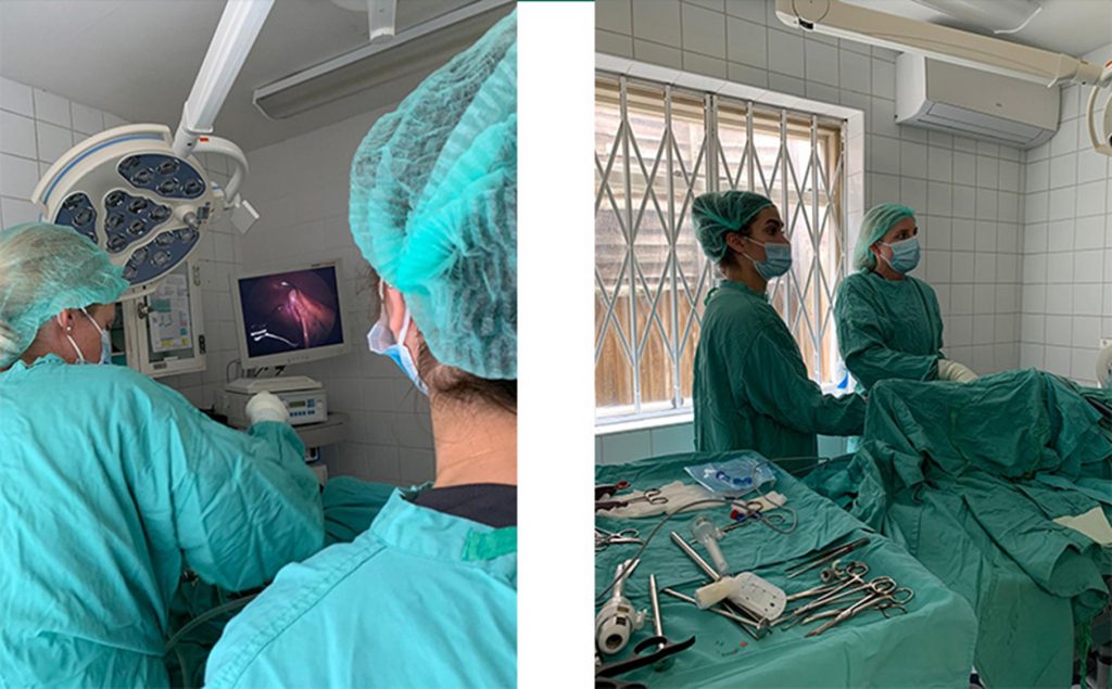 Keyhole surgery Is a Laparoscopic Spay the best way to spay your dog