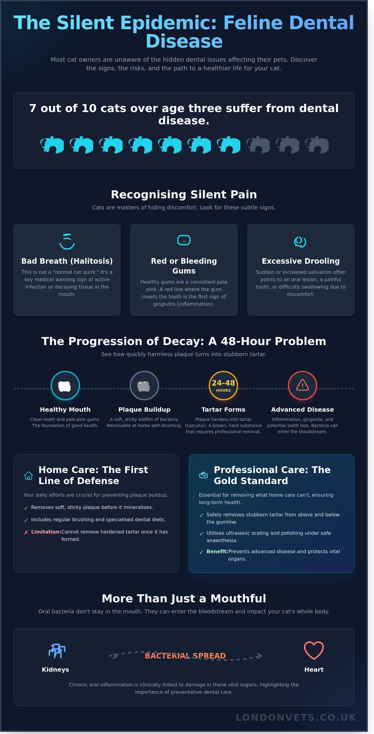 Cat Dental Care in London: A Complete Guide to Feline Oral Health - Infographic